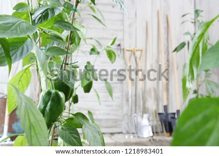 sweet peppers plants and gardening tools on wooden white wall, equipment for vegetable garden , healthy organic food produce concept