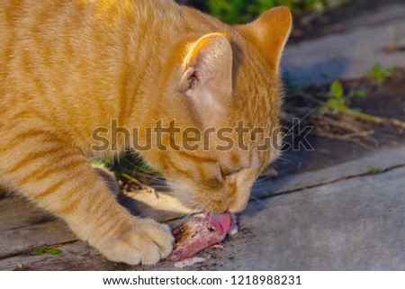 red cat eats