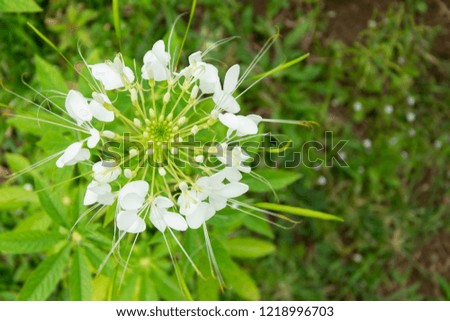 Top view white spider flower or Cleome spinosa.