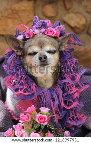 The Chihuahua breed