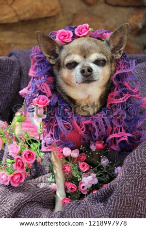 The Chihuahua breed