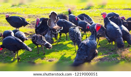 turkeys in nature
