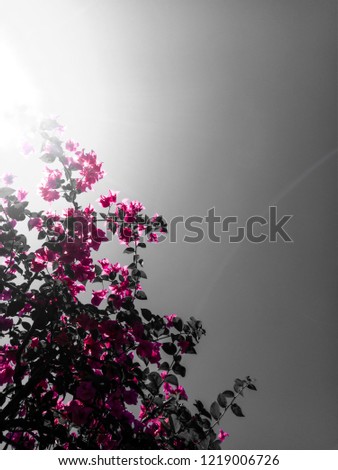 Pink flower on  black and white Background