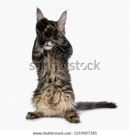 Handsome dark black tabby Maine Coon cat kitten sitting on hind paws with front paws crossed over eyes. Isolated on a white background.