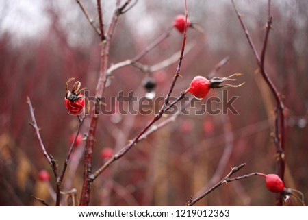 wolf berry trees in autumn