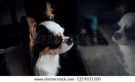 Dog so cute chihuahua breed brown and white color sitting and looking at something with interest