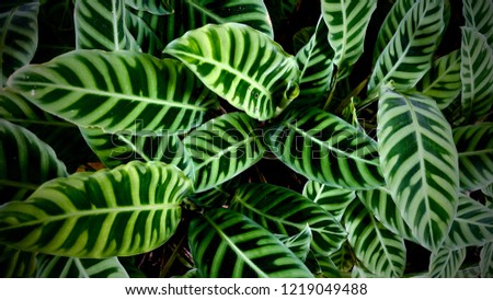 leaves in the garden, Fresh green leaves background in the garden sunlight. Texture of green leaf in Forest. Tropical plants in the Garden and Green wall.  