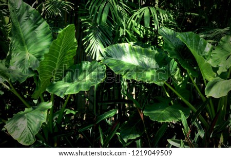 leaves in the garden, Fresh green leaves background in the garden sunlight. Texture of green leaf in Forest. Tropical plants in the Garden and Green wall.  