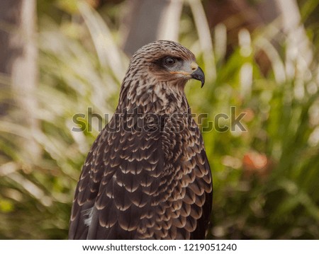 Picture of Falcon