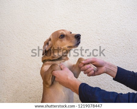 Dog greets hand. Dog welcomes owner.