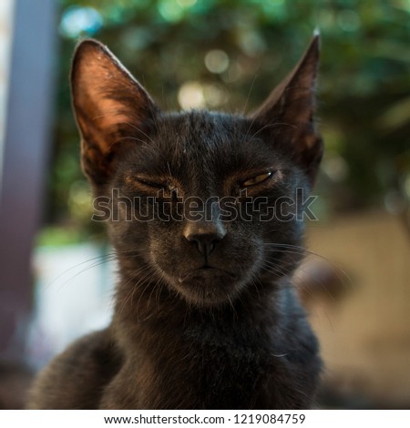 Close up  portrait of Homeless black cat  with beautiful eyes and weird look , weird black cat 