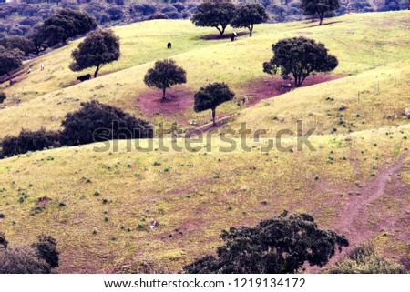 FIELD OF GREEN GRASS WITH ENCINAS IN EXTREMADURA