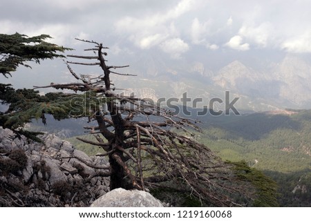 dead trees in nature offer an aesthetic image to people as they host many living things.
