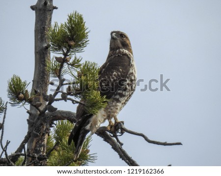 A hawk sits in a tree, hunting for prey