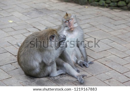 Two monkeys (family, friends) are sitting together. One takes care of another ape’s skin and health: looking, finding insects, fleas in fur, it helps to feel animal better.