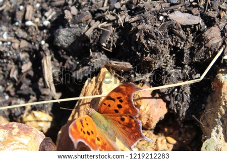 Closeup of Orange Butterfly