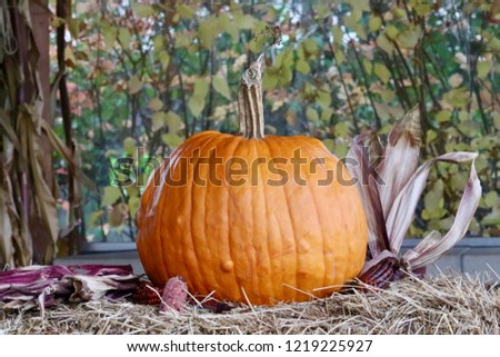 Pumpkin photo shoot