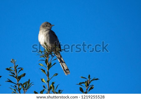 Mockingbird perched in Holly bush