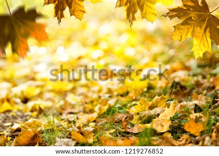 Autumn background. Fallen leaves on the ground in the grass. Autumn frame.