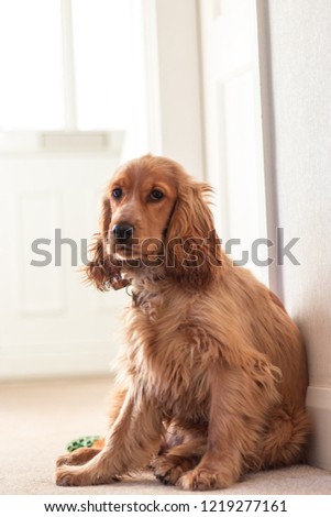 Beautiful Cute Golden Brown Cocker Spaniel Dog Puppy 