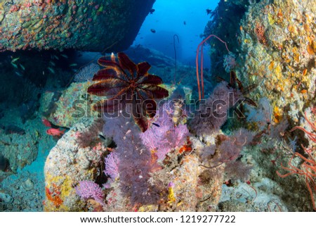 Corals, seafans and tunnels on an underwater tropical reef