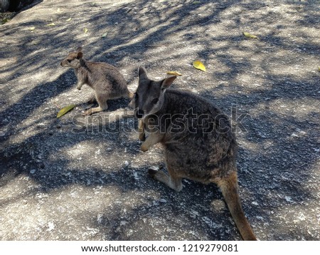Small kangaroos living in nature