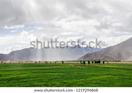 Green nature landscape with Paddy rice field.A large paddy field.