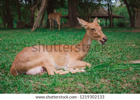 Deer is resting after eating grass, Take pictures near animals