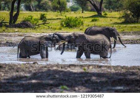 African elephants in the pond at Tarangire National Park, Tanzania
