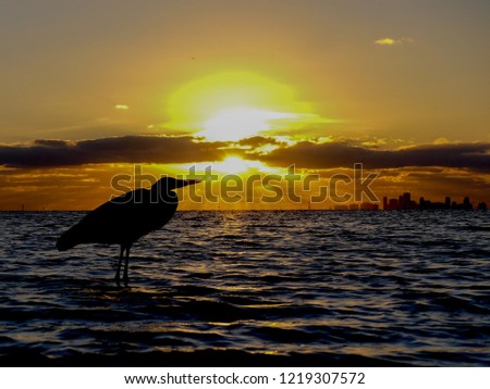 Bird in sunset at Tampa Florida