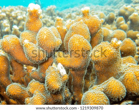 Bright Orange Tropical Coral Underwater Costa Rica