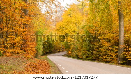 A country road winding through a deciduous forest in autumn with all autumn colors on the trees