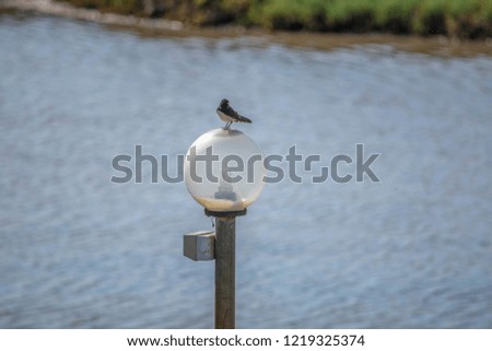 Willie wagtail on a light