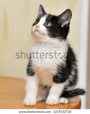 black and white kitten sitting on a table
