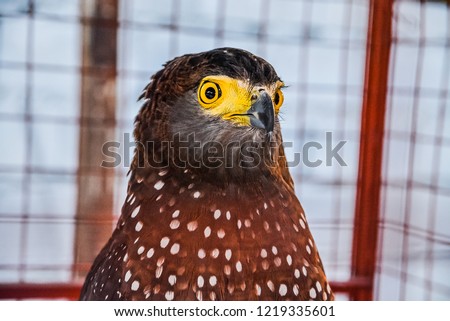 Philippine Serpent Eagle in a cage