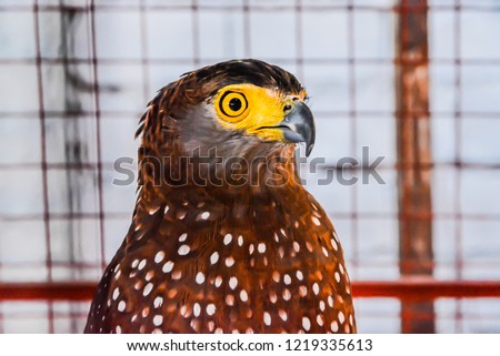 Philippine Serpent Eagle in a cage
