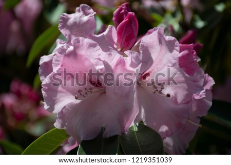 purpleorchid singapore