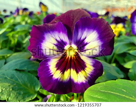 Pansy Matrix Midnight Glow flowering in a production nursery.