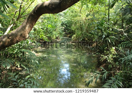 A wooden branch of the tree laying acroos the clear water stream, sided with natural greeness of botanical plants in the wood