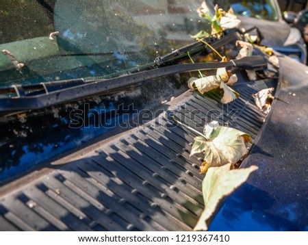 Autumn Foliage on a Car Hood