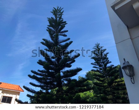 Big pine trees around building and beautiful sky