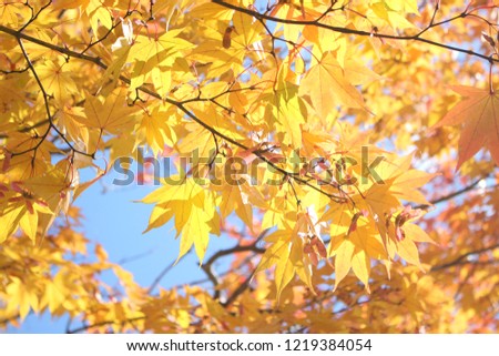 Close up of beautiful and cute golden maple leafs against blue sky wallpaper background, Japan, Soft Focus 