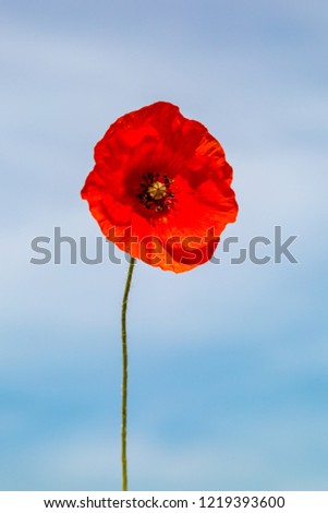 A single red poppy against a blue sky