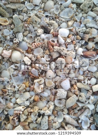 texture of coral and shell 