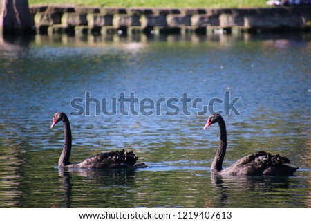 Austrailian black swan birds swimming on turquoise blue reflecting lake water. 