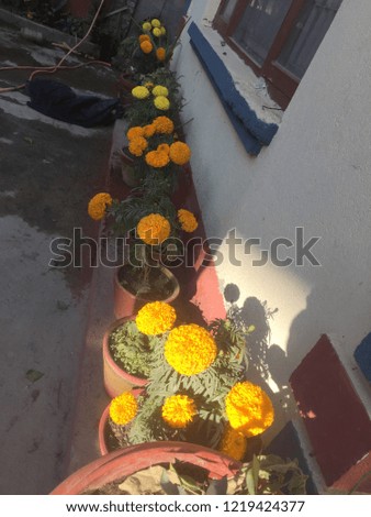 Flower in nepal..Kathmandu Nepal.Nov 2/2018.