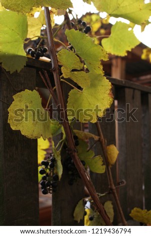 Wine yard / grape brunch