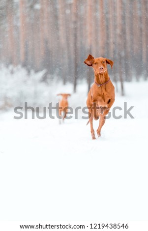 twodogs Hungarian vyzhla run on snow in winter forest