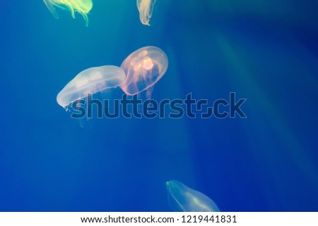 abstract colorful jellyfish under water on blue background