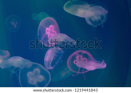abstract colorful jellyfish under water on blue background